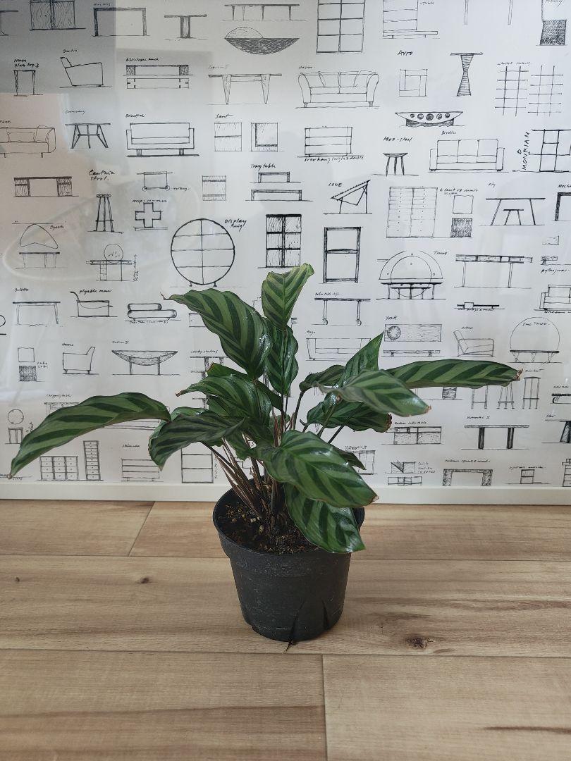 カラテア フレディ