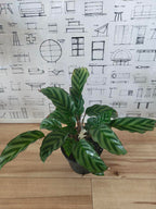 カラテア フレディ