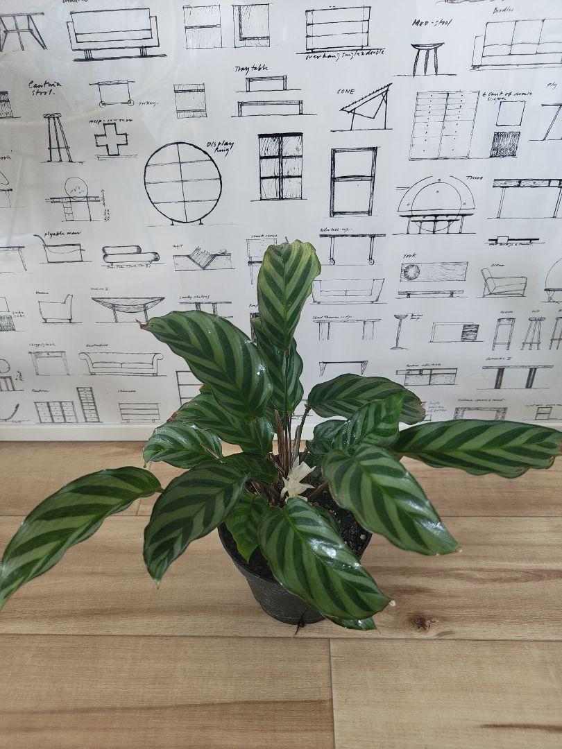 カラテア フレディ