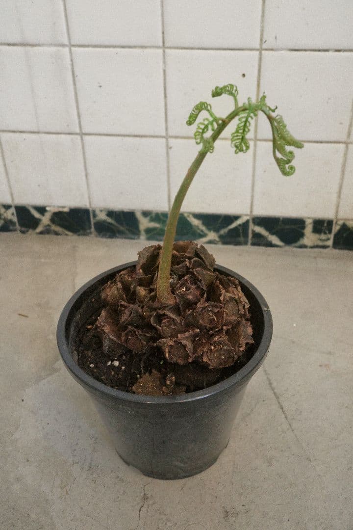 リュウビンタイ7号｜一点限り｜観葉植物販売 mamidori