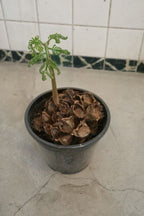 リュウビンタイ7号｜一点限り｜観葉植物販売 mamidori