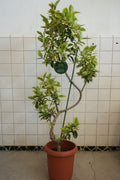 フランスゴム ユキ 8号 ｜一点限り｜観葉植物販売 mamidori