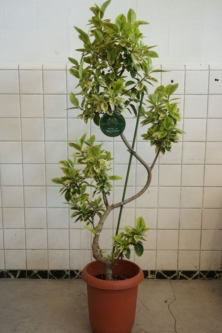 フランスゴム ユキ 8号 ｜一点限り｜観葉植物販売 mamidori