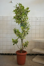 フランスゴム ユキ 8号 ｜一点限り｜観葉植物販売 mamidori