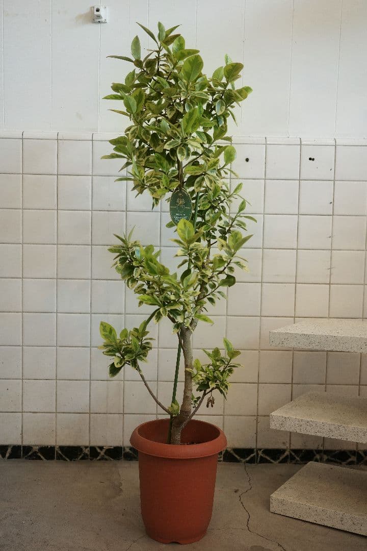 フランスゴム ユキ 8号 ｜一点限り｜観葉植物販売 mamidori