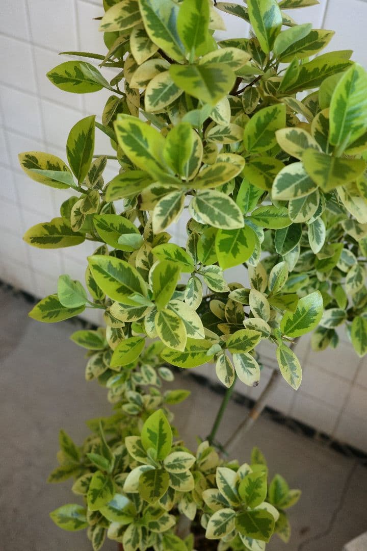 フランスゴム ユキ 8号 ｜一点限り｜観葉植物販売 mamidori