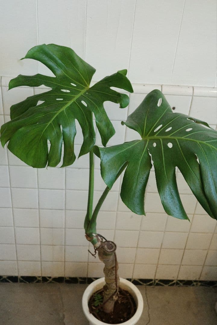 幹立ちモンステラ 8号｜一点限り｜観葉植物販売 mamidori