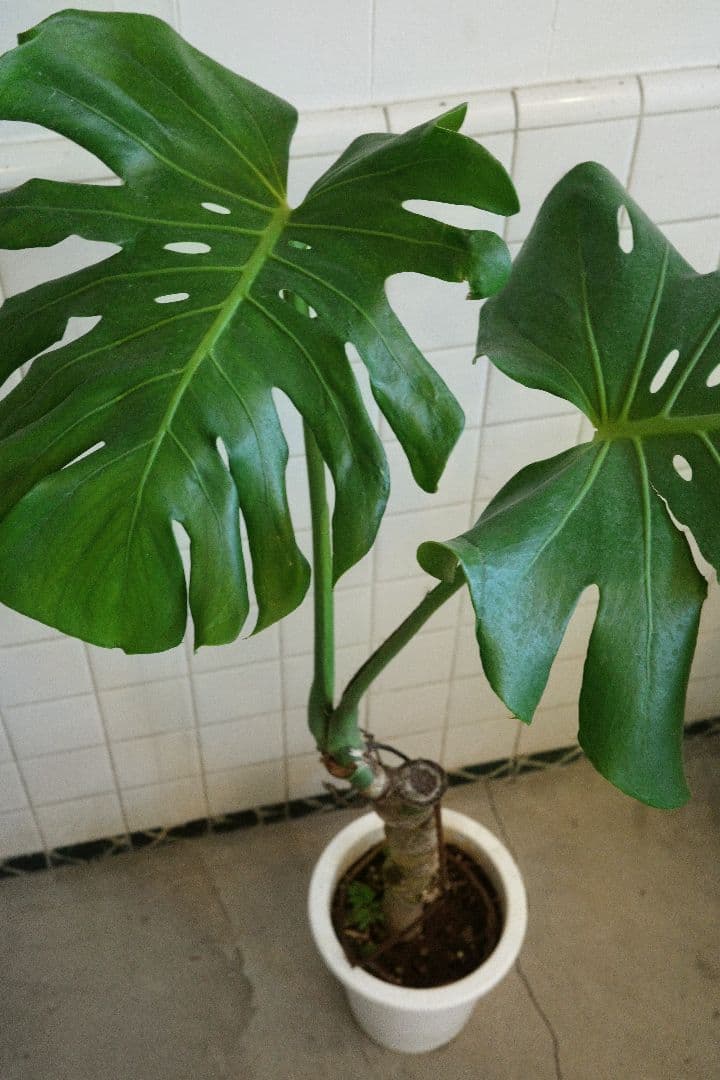 [レア一点もの]幹立ちモンステラ 　8号 幹立ちモンステラ 8号｜一点限り｜観葉植物販売 mamidori