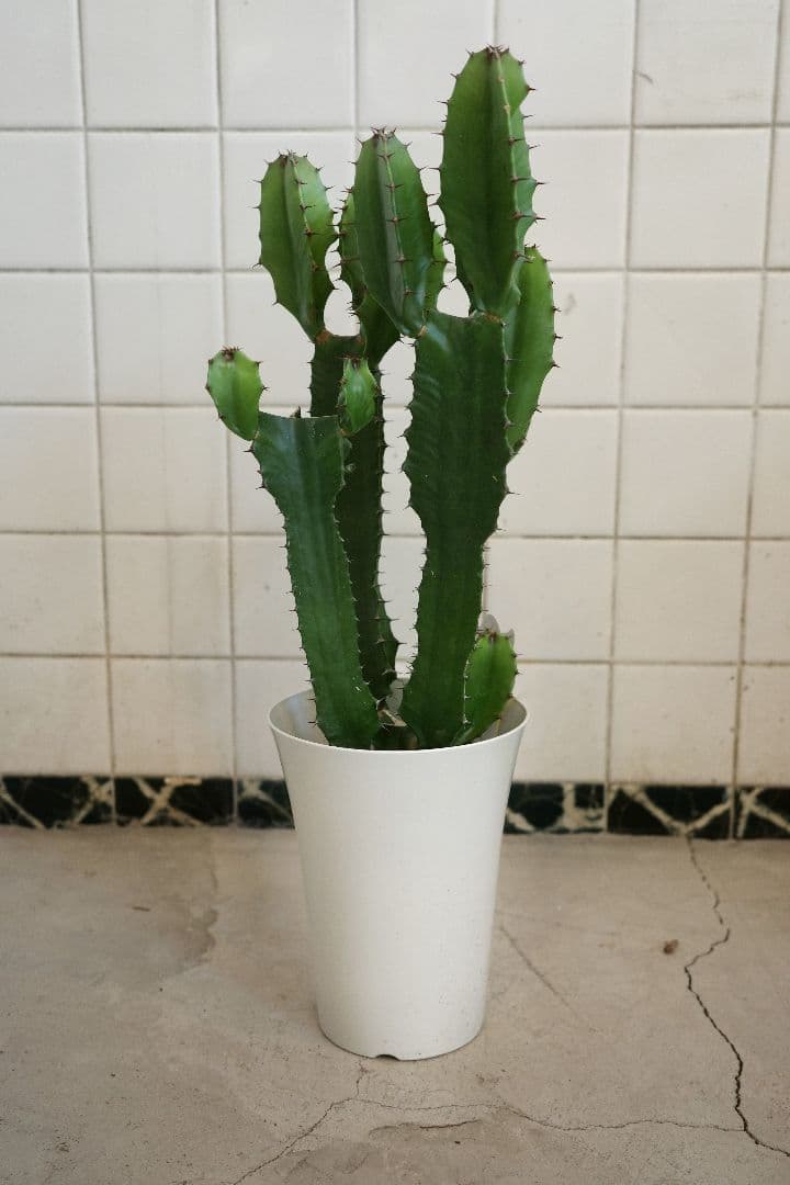 ユーフォルビア6号｜一点限り｜観葉植物販売 mamidori