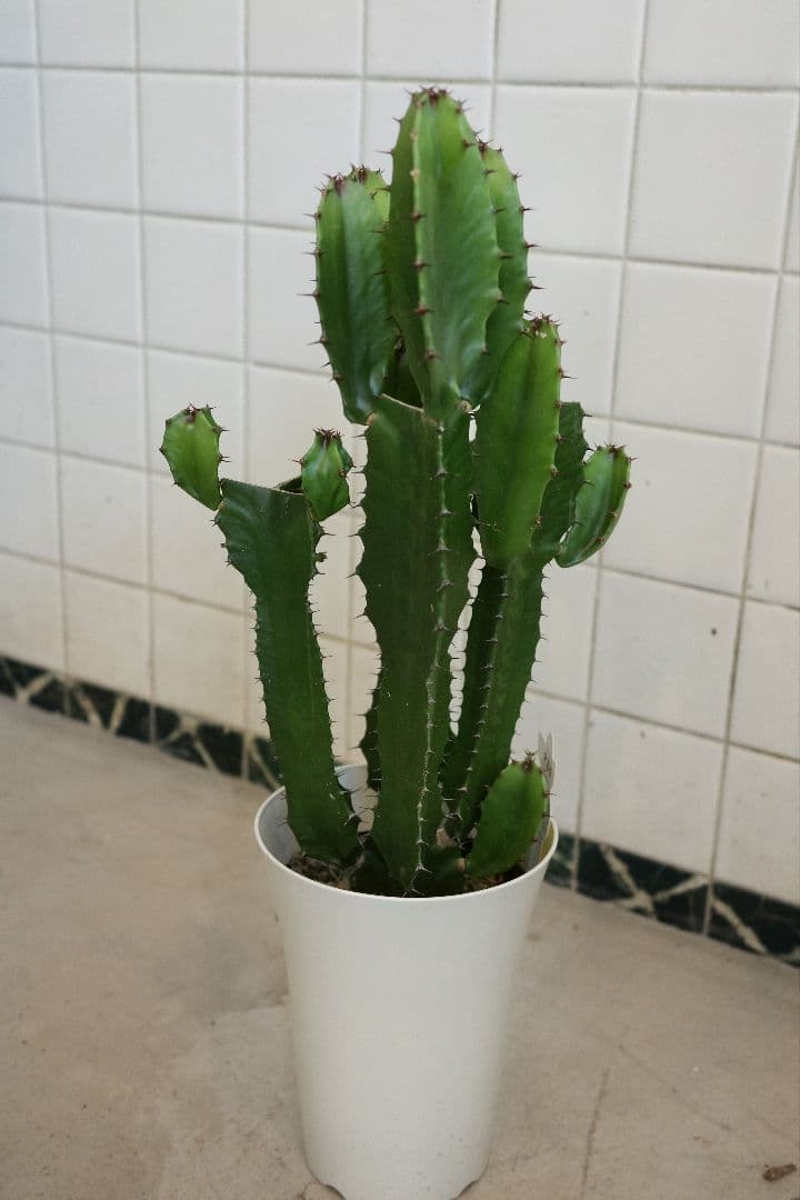 ユーフォルビア6号｜一点限り｜観葉植物販売 mamidori