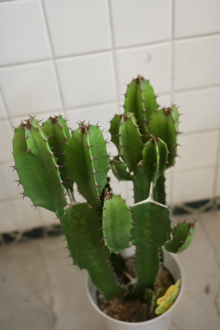 ユーフォルビア6号｜一点限り｜観葉植物販売 mamidori