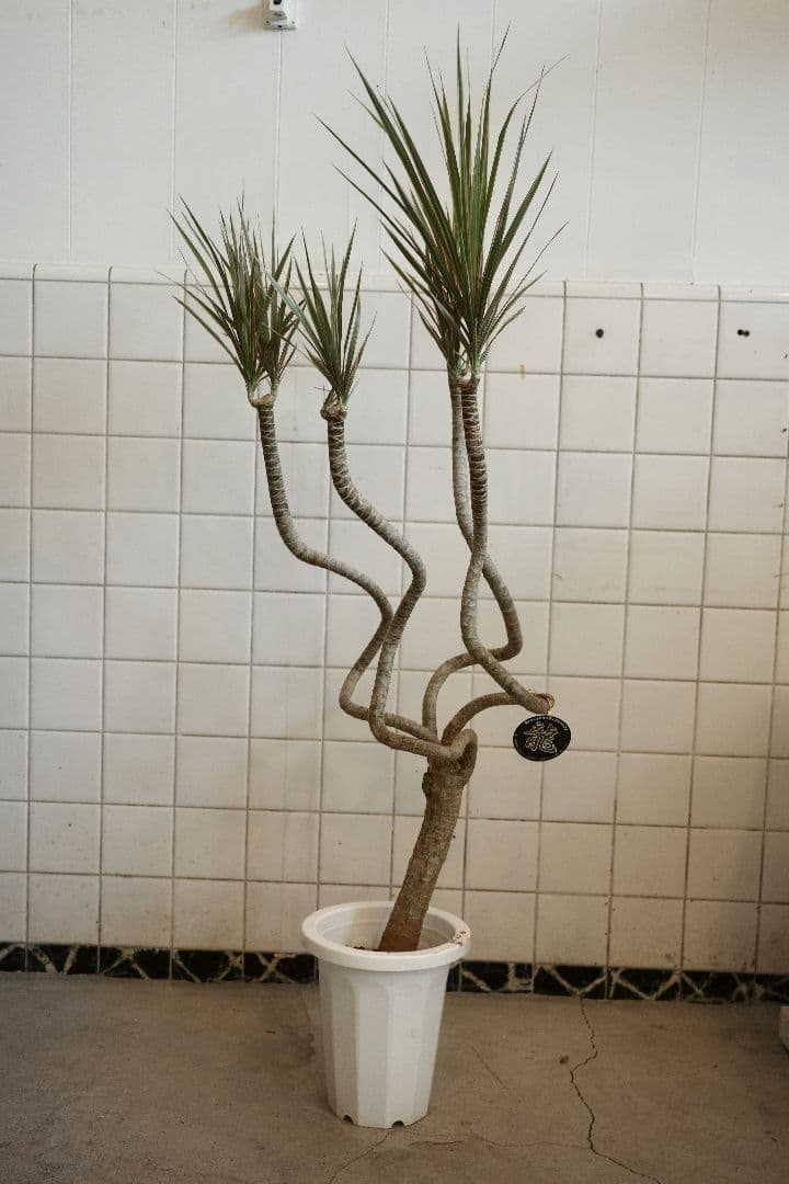 コンシンネ・トリカラー龍7号｜一点限り｜観葉植物販売 mamidori