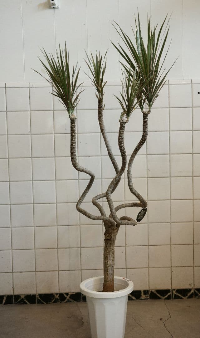 コンシンネ・トリカラー龍7号｜一点限り｜観葉植物販売 mamidori