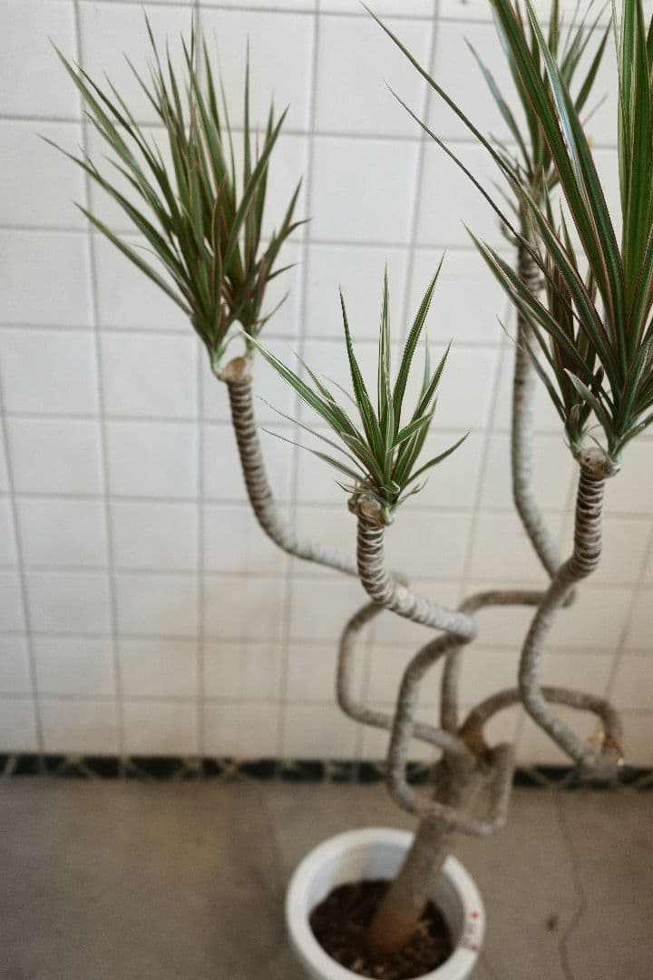 コンシンネ・トリカラー龍7号｜一点限り｜観葉植物販売 mamidori