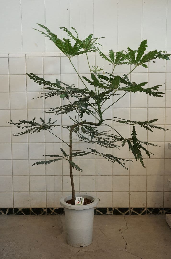 アラレヤ曲がり 7号 ｜一点限り｜観葉植物販売 mamidori