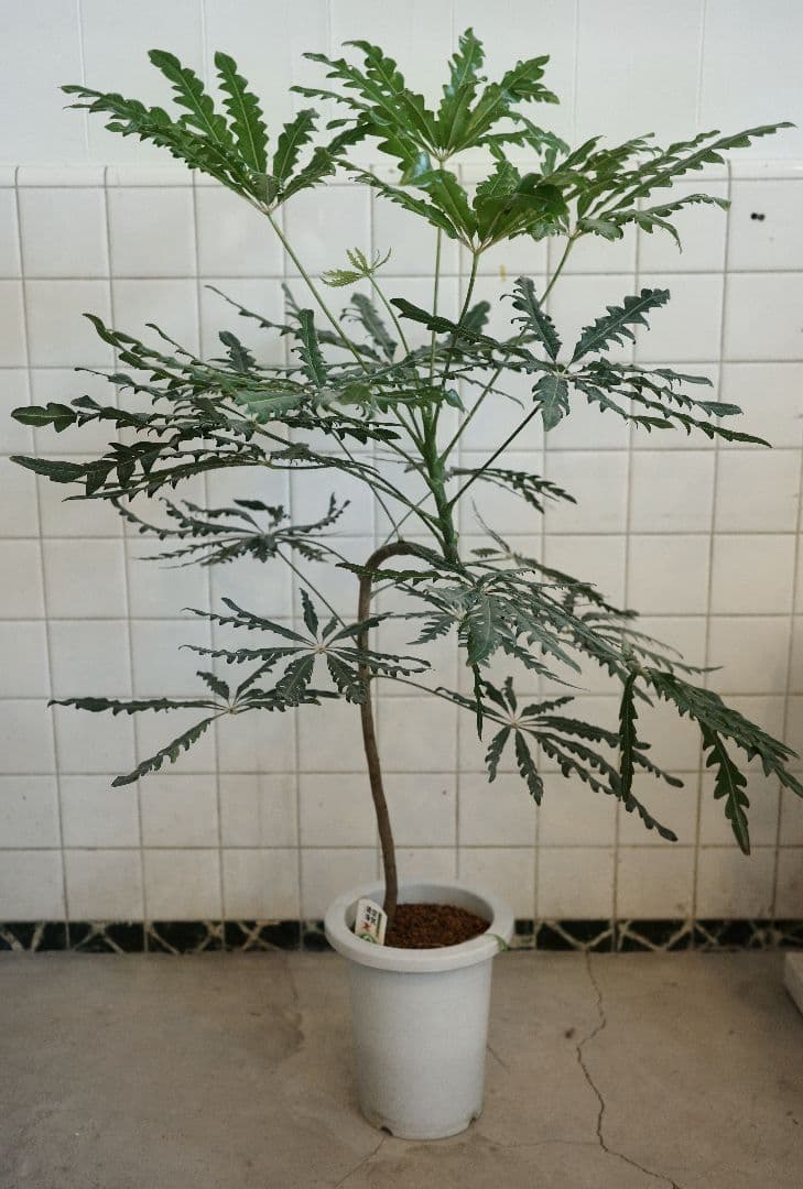 アラレヤ曲がり 7号 ｜一点限り｜観葉植物販売 mamidori