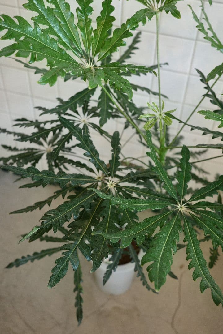 アラレヤ曲がり 7号 ｜一点限り｜観葉植物販売 mamidori