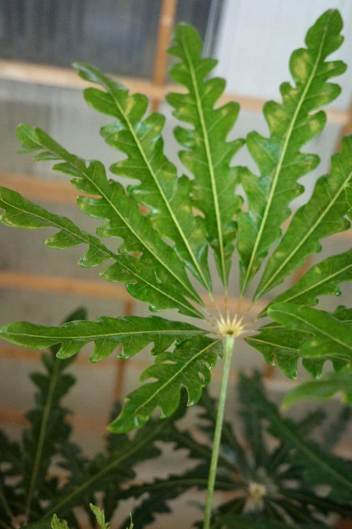 アラレヤ曲がり 7号 ｜一点限り｜観葉植物販売 mamidori