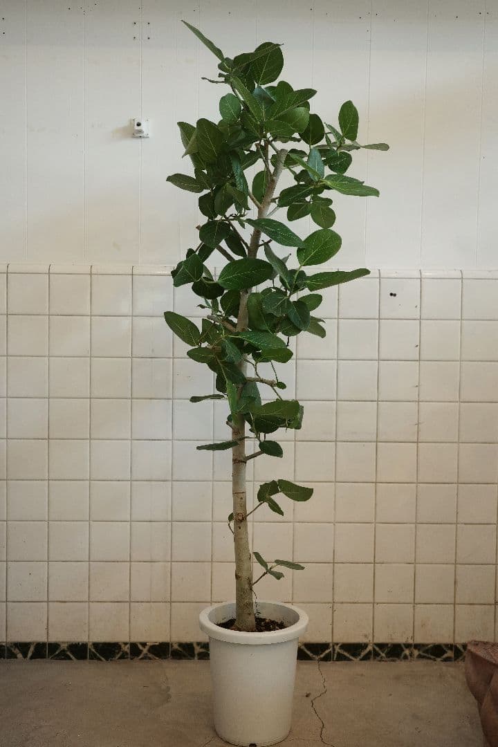 フィカスベンガレンシス 8号｜一点限り｜観葉植物販売 mamidori