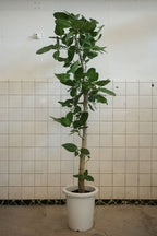 フィカスベンガレンシス 8号｜一点限り｜観葉植物販売 mamidori