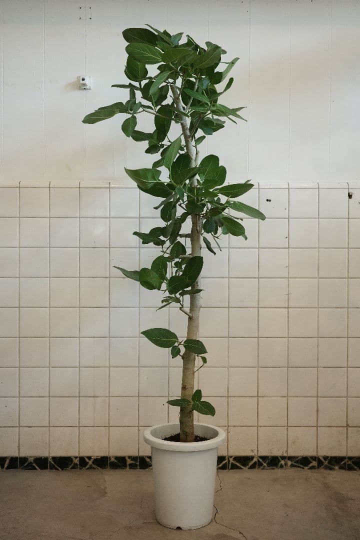 フィカスベンガレンシス 8号｜一点限り｜観葉植物販売 mamidori