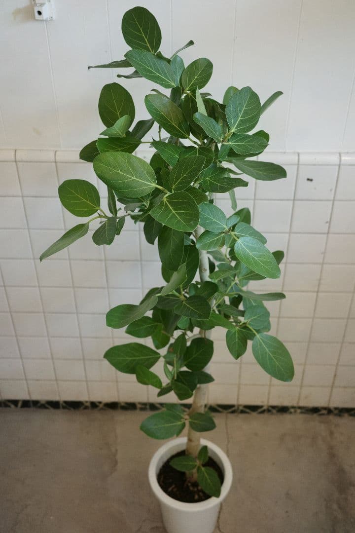 フィカスベンガレンシス 8号｜一点限り｜観葉植物販売 mamidori