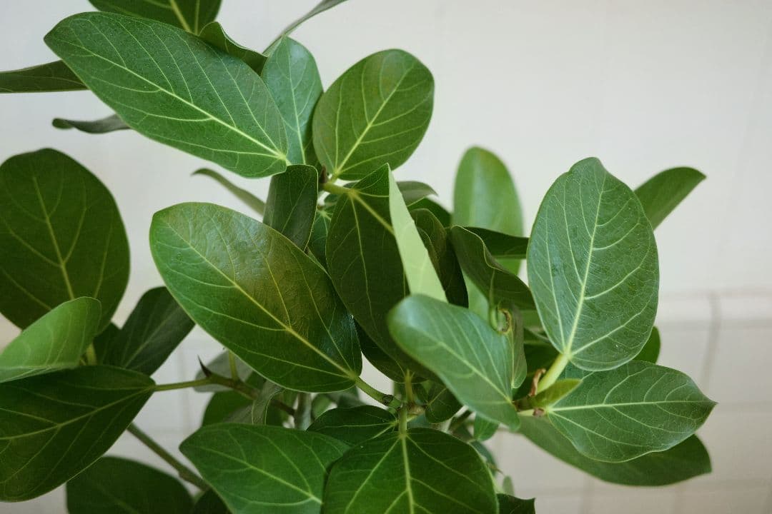 フィカスベンガレンシス 8号｜一点限り｜観葉植物販売 mamidori