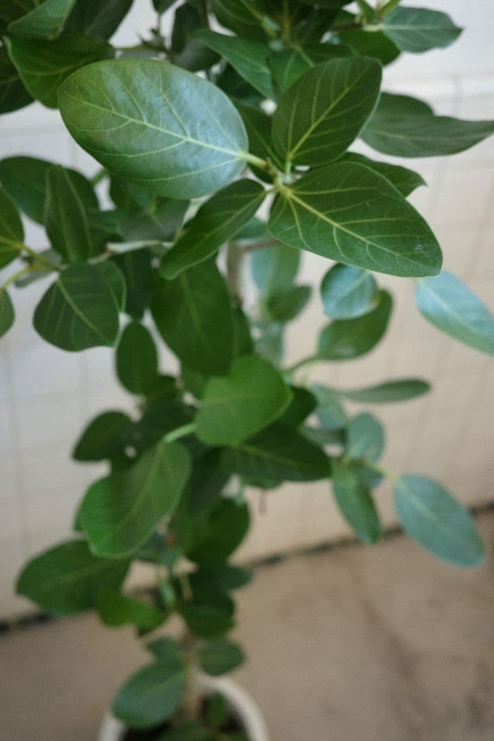 フィカスベンガレンシス 8号｜一点限り｜観葉植物販売 mamidori
