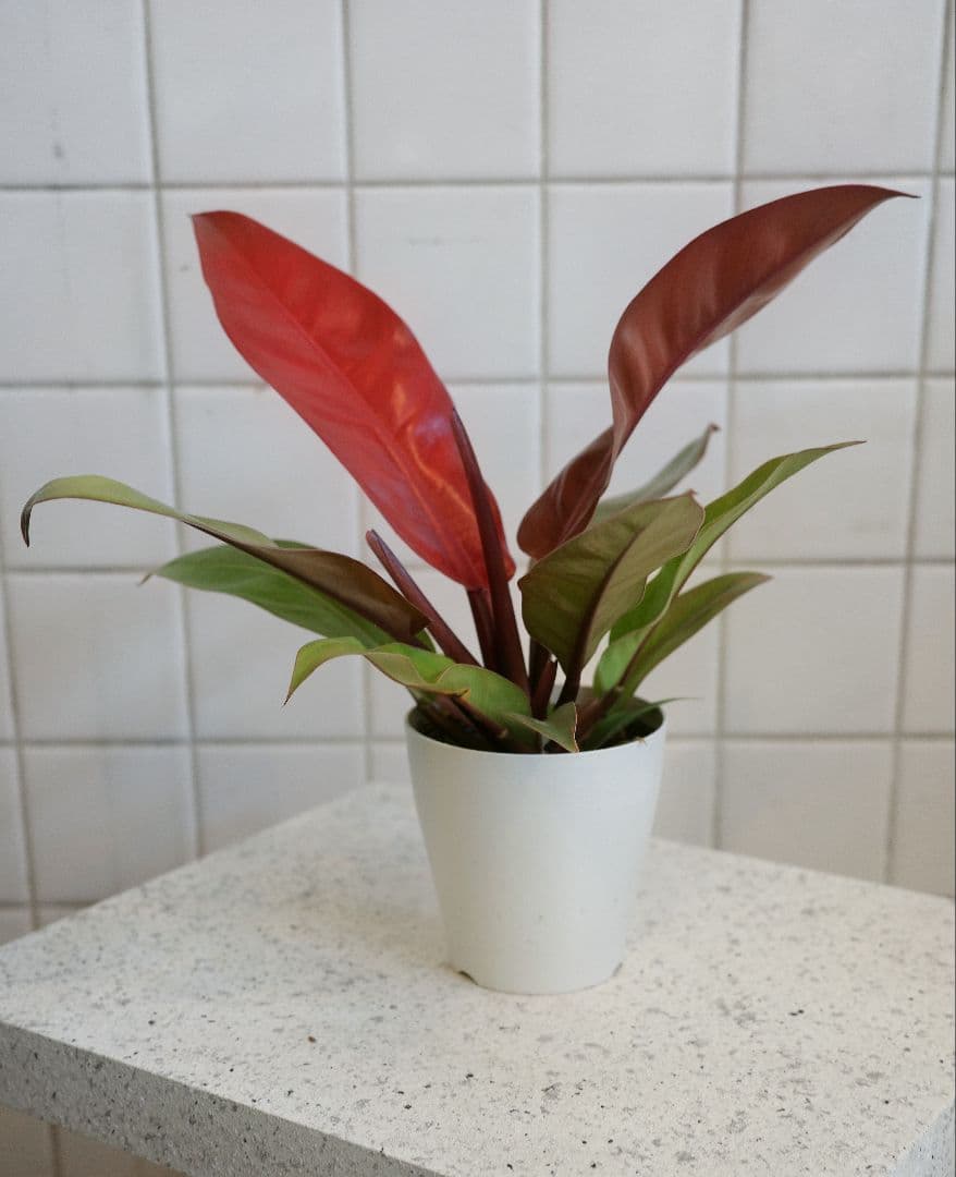 フィロデンロドン プリンスオブオレンジ4号 ｜一点限り｜観葉植物販売 mamidori