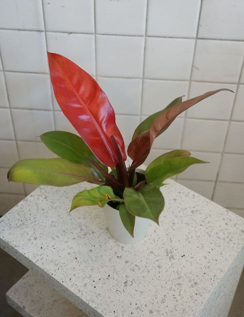 フィロデンロドン プリンスオブオレンジ4号 ｜一点限り｜観葉植物販売 mamidori