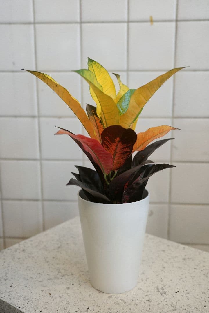 クロトン 4号 ｜一点限り｜観葉植物販売 mamidori