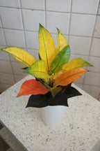 クロトン 4号 ｜一点限り｜観葉植物販売 mamidori