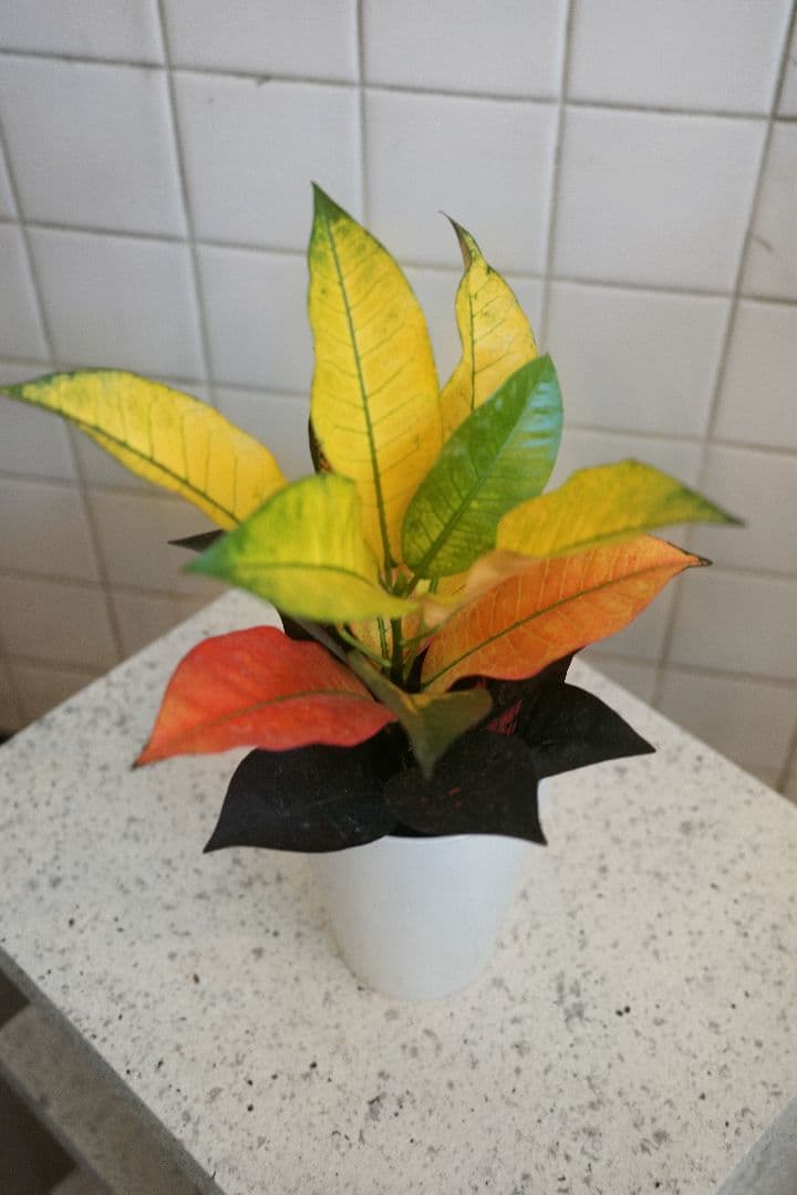 クロトン 4号 ｜一点限り｜観葉植物販売 mamidori