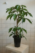 チュピタンサス7号｜一点限り｜観葉植物販売 mamidori