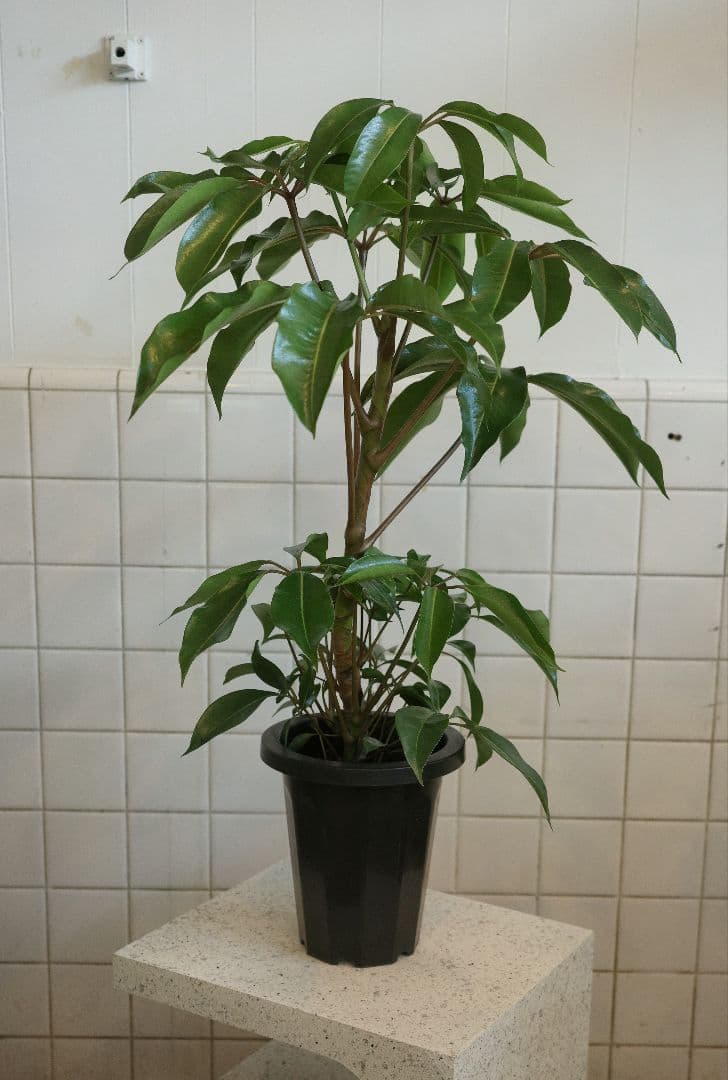 チュピタンサス7号｜一点限り｜観葉植物販売 mamidori