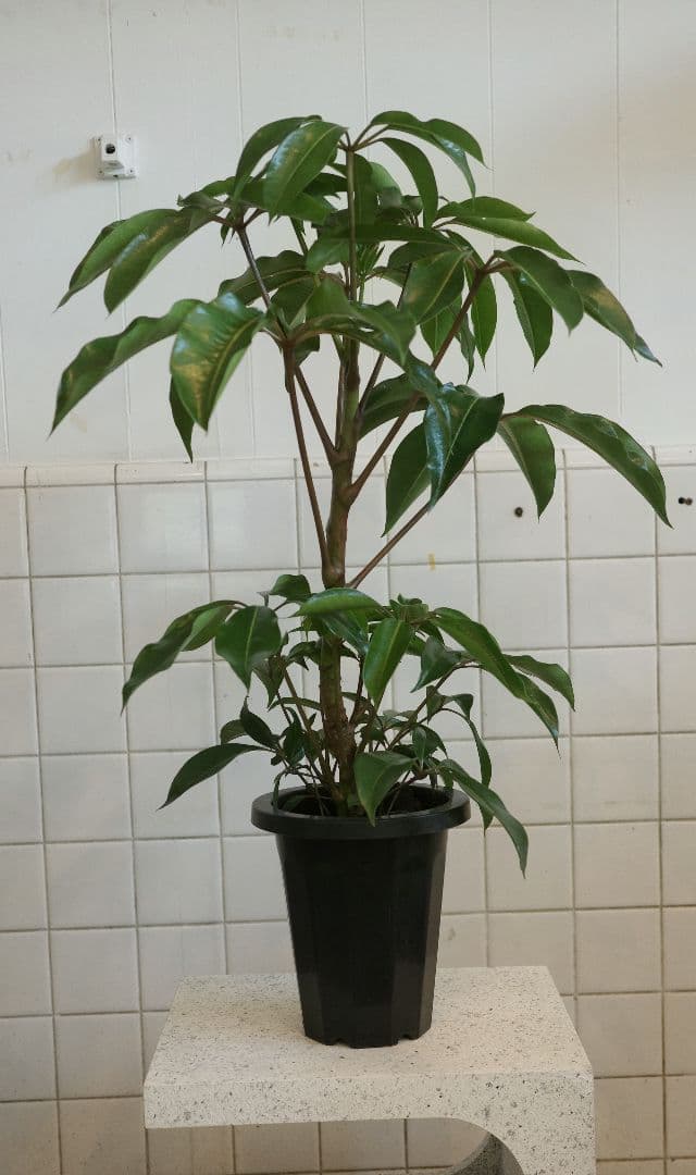 [一点もの]チュピタンサス7号 チュピタンサス7号｜一点限り｜観葉植物販売 mamidori