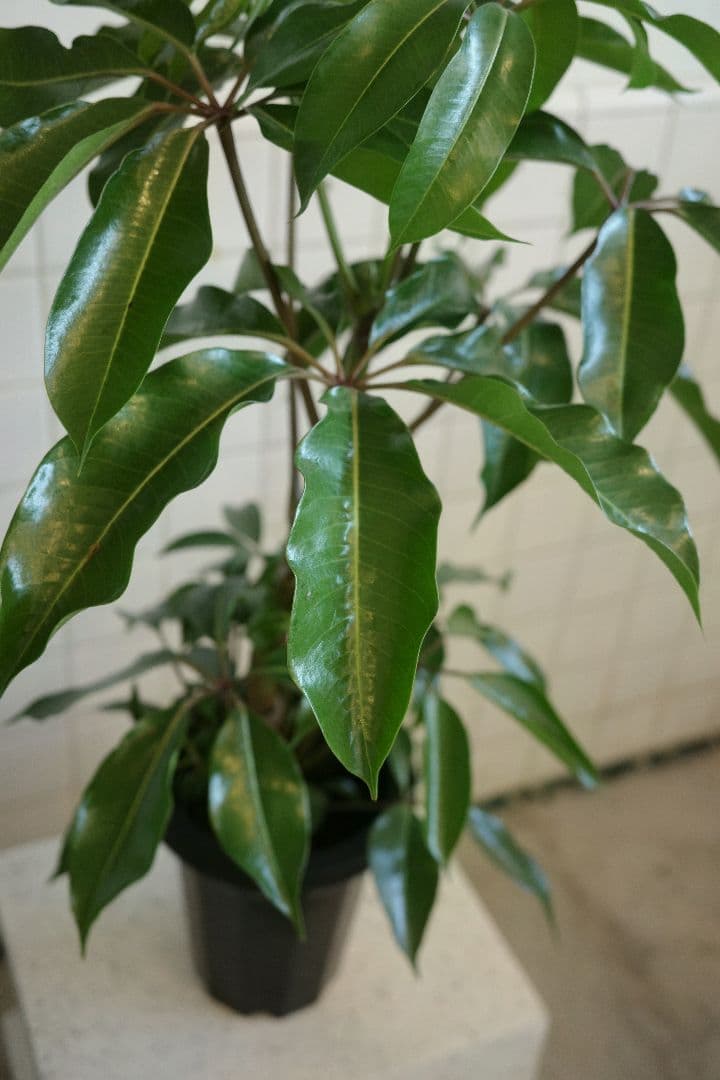 チュピタンサス7号｜一点限り｜観葉植物販売 mamidori