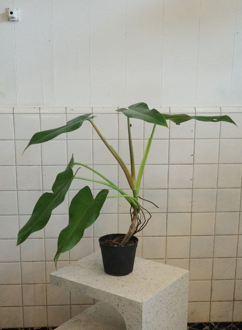 フィロデンドロンアオインベ5号｜一点限り｜観葉植物販売 mamidori