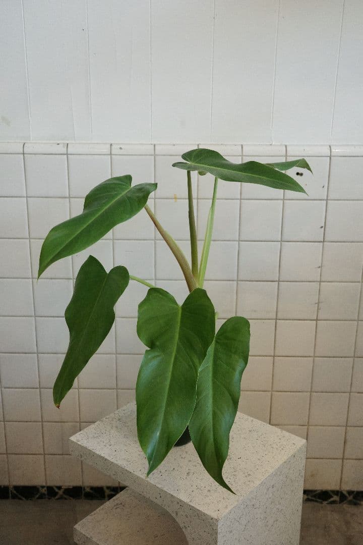 フィロデンドロンアオインベ5号｜一点限り｜観葉植物販売 mamidori