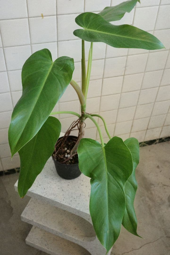 フィロデンドロンアオインベ5号｜一点限り｜観葉植物販売 mamidori