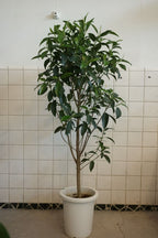 フィカス ジャンボリーフ8号｜一点限り｜観葉植物販売 mamidori