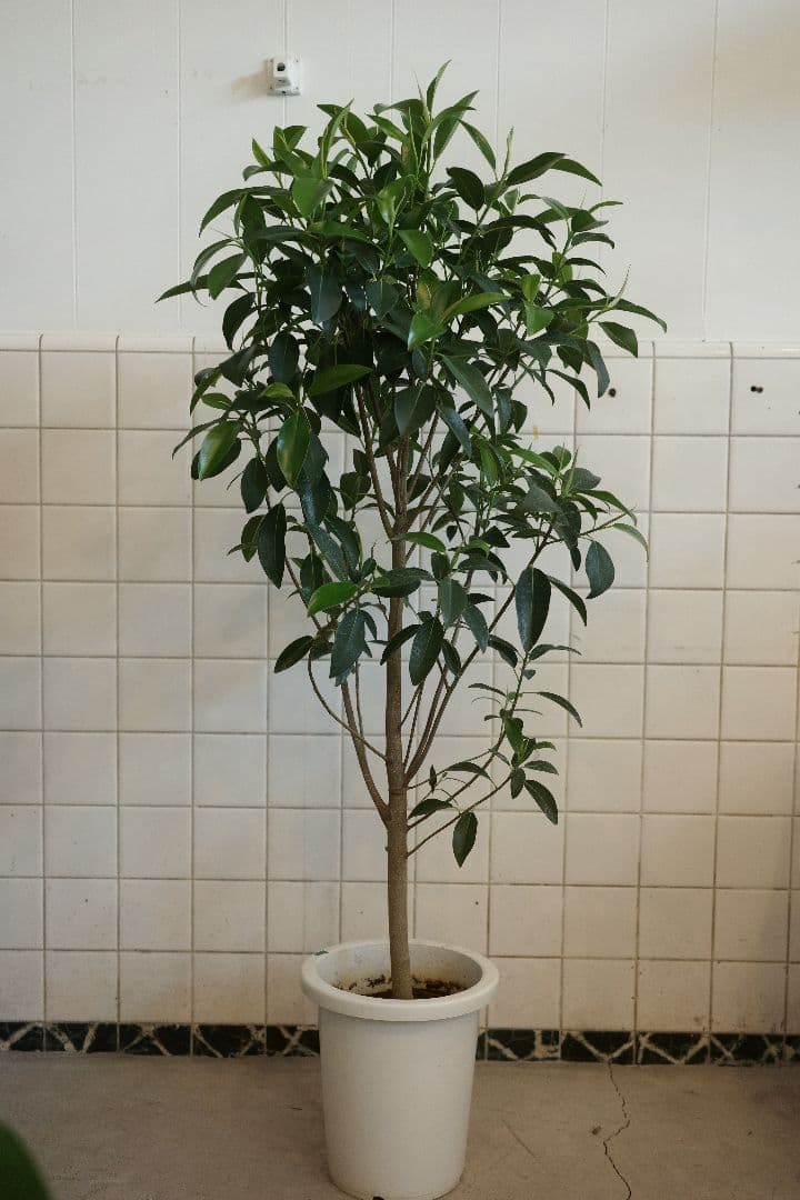 フィカス ジャンボリーフ8号｜一点限り｜観葉植物販売 mamidori
