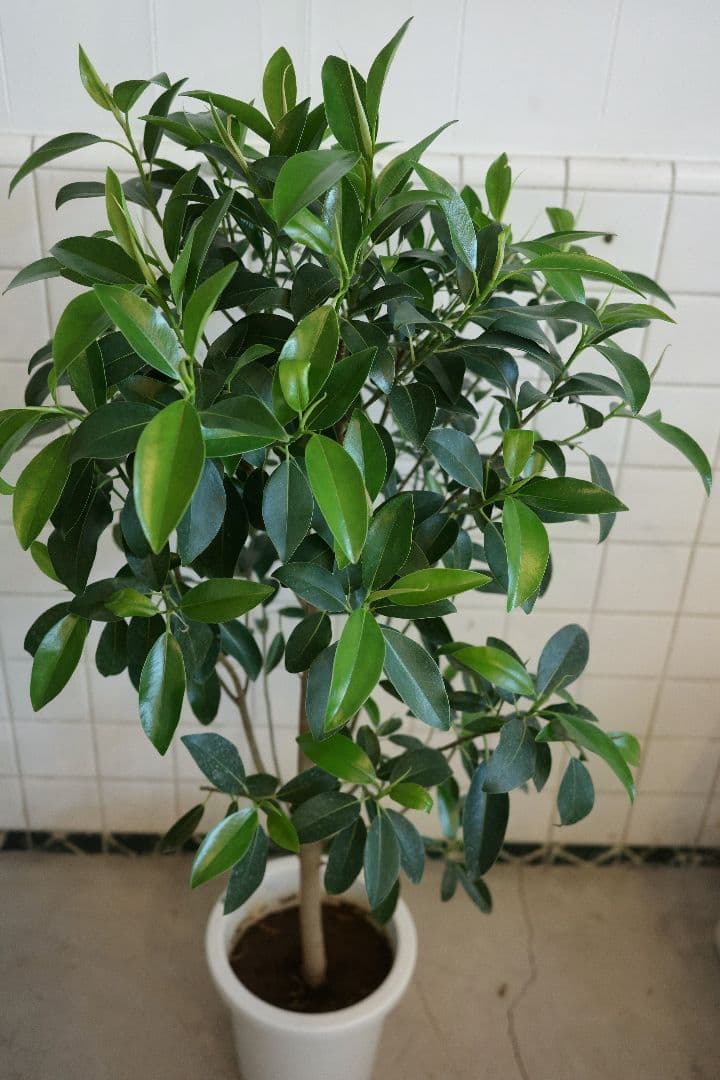 植物 – mamidori